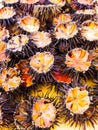 Ricci di mare (sea urchins)