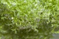 Riccia fluitans Royalty Free Stock Photo