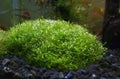 Riccia fluitans - aquarium tropical plant Royalty Free Stock Photo