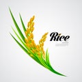 Premium Rice great quality design concept vector.