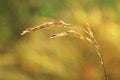 Rice ear Royalty Free Stock Photo