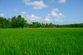 rice area farming meadow grass blue sky Royalty Free Stock Photo