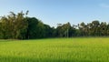 Rice, Background, Photography, Nature, Botany, Park, Garden, Village, Rural area, Bangladesh, Forest, Tree, Green nature