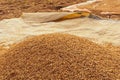 Rice of Bangladesh. Rice is threshed in agricultural land. Rice is the staple food of Bangladesh Royalty Free Stock Photo