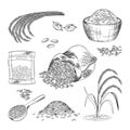 Rice, barley farmer grains, hand drawing image. Cereal flour, plant and wooden, ear in bag or bowl, doodle paddy Royalty Free Stock Photo