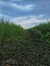 the rice began to turn green and the rain began to lurk