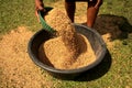 Rice being Processed Royalty Free Stock Photo