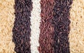 Rice berries, jasmine rice, brown nose, pile of unmilled rice grains, rice, and five species