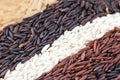 Rice berries, jasmine rice, brown nose, pile of unmilled rice grains, rice, and five species Royalty Free Stock Photo