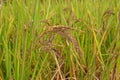 Rice berry in farm. (Thai black jasmine rice.) Royalty Free Stock Photo