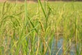 Rice berry in farm & x28;Thai black jasmine rice& x29; Royalty Free Stock Photo