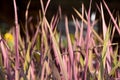 Rice berry pink leaves on nature background