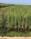 Rice is big business in Arkansas - vertical Royalty Free Stock Photo