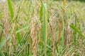 Rice Blast Disease . Rice diseases and damage,