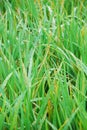 Rice disease, Blight in rice