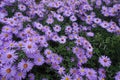 Rice button aster with lots of violet flowers