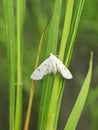 Rice caseworm moth on Jasmine rice