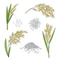 Rice. Cereal ears, grain. Hand drawn vector sketch Royalty Free Stock Photo