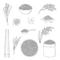 Rice. Cereal ears, grain in sack, chopsticks, wooden spoon, rice in bowl. Hand drawn vector sketch