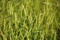 Rice cereal green fields Royalty Free Stock Photo