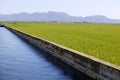 Rice cereal green fields and blue irrigation canal Royalty Free Stock Photo