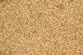 Rice chaff background Royalty Free Stock Photo