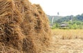 rice chaff with warm fall colors