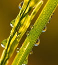 Rice close up in the morning time with dew drops Royalty Free Stock Photo