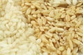 Rice closeup