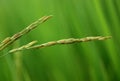 Rice Closeup Royalty Free Stock Photo