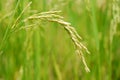 Rice Closeup II Royalty Free Stock Photo
