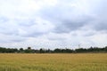 Rice and clouds