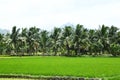 Rice,coconut and banana plantation