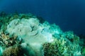 Rice coral Montipora capitata in Gorontalo, Indonesia underwater photo.