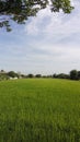 rice cornfield, blue sky and tree Royalty Free Stock Photo