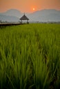 The rice cornfield