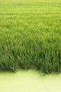 Rice crop
