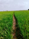 Rice crop farm field green paddy dhan plantation chawalfield agriculture recolte riz colheita-arroz cultivo  arroz image photo Royalty Free Stock Photo