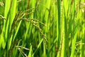 Rice Crop Royalty Free Stock Photo