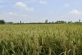 Rice crop field maturity period