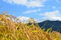 Rice crop field scenary