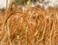 Rice crop harvest