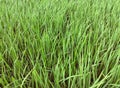 Rice crop plants in early stage agriculture farm field green paddy dhan recolte riz colheita-arroz cultivo  arroz  photo Royalty Free Stock Photo