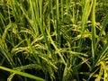 Rice crop ready to be harvest Royalty Free Stock Photo