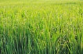 Rice crop ready to harvest at Hampi, India Royalty Free Stock Photo