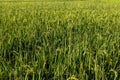 Rice crop ready to mature and to be harvest Royalty Free Stock Photo