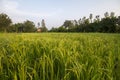 Rice crop in rice field