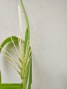 Rice crop shot from the front angle view in the aftrenoon Royalty Free Stock Photo