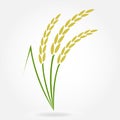 Rice. Crop symbol. Rice or Wheat ears design element. Agriculture grain. Colorful vector illustration.