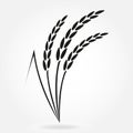 Rice. Crop symbol. Rice or Wheat ears design element. Agriculture grain. Vector illustration.